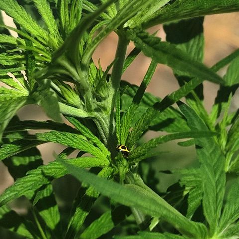 AK (a nout padoung) growlog timeline photo