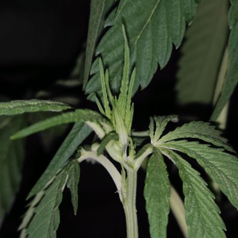 AK (a nout padoung) growlog timeline photo