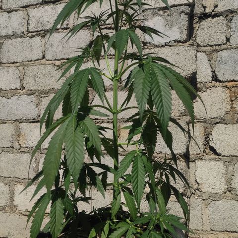 AK (a nout padoung) growlog timeline photo