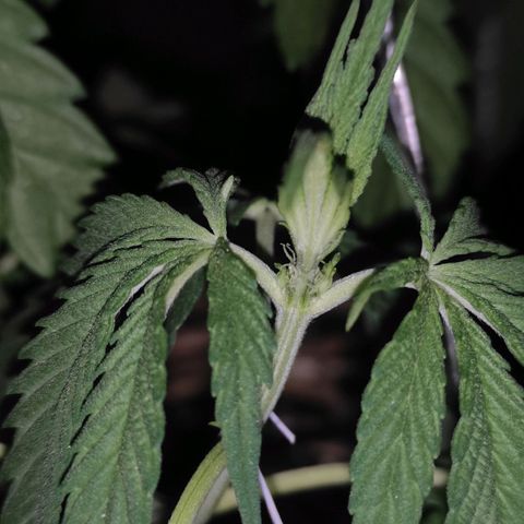 AK (a nout padoung) growlog timeline photo