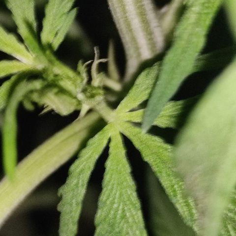AK (a nout padoung) growlog timeline photo