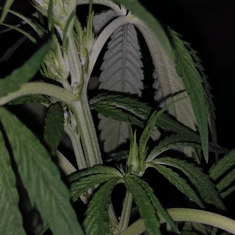 AK (a nout padoung) growlog timeline photo