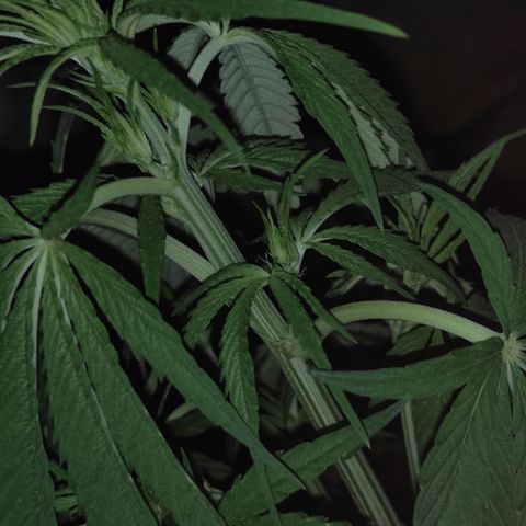 AK (a nout padoung) growlog timeline photo