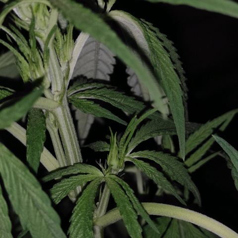 AK (a nout padoung) growlog timeline photo