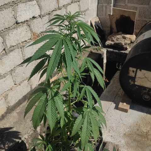 AK (a nout padoung) growlog timeline photo
