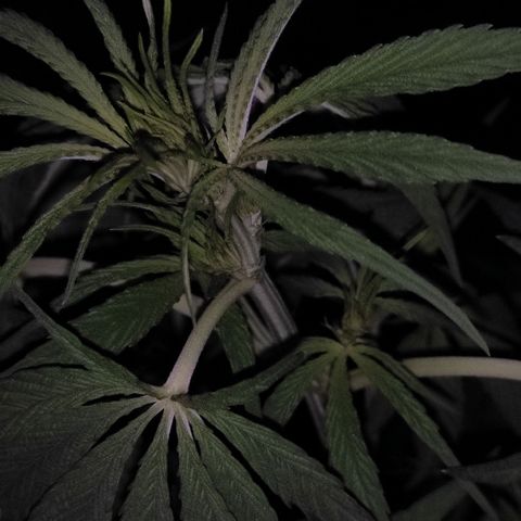 AK (a nout padoung) growlog timeline photo