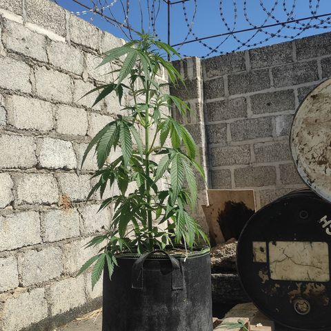 AK (a nout padoung) growlog timeline photo