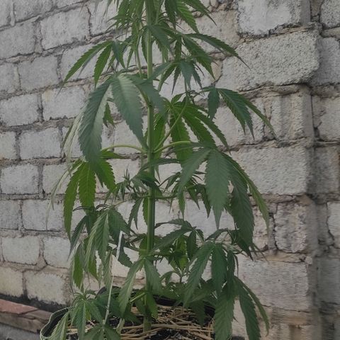 AK (a nout padoung) growlog timeline photo