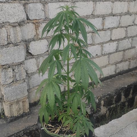 AK (a nout padoung) growlog timeline photo