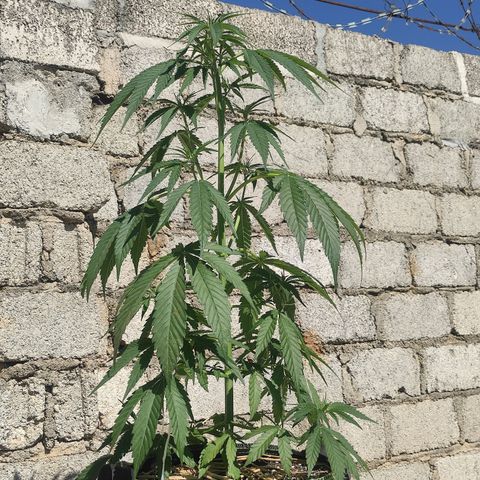 AK (a nout padoung) growlog timeline photo