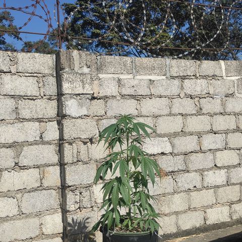 AK (a nout padoung) growlog timeline photo