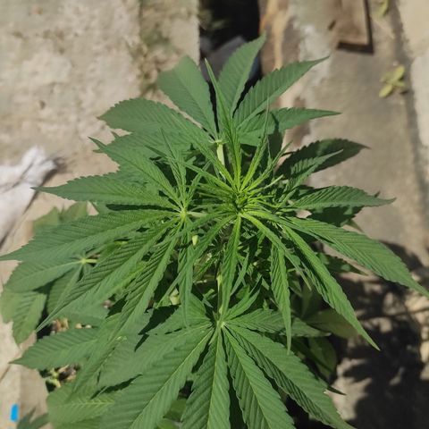 AK (a nout padoung) growlog timeline photo