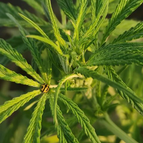 AK (a nout padoung) growlog timeline photo