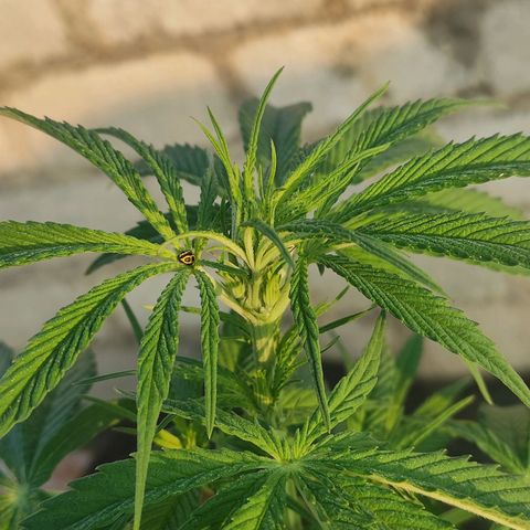 AK (a nout padoung) growlog timeline photo