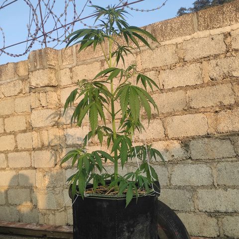 AK (a nout padoung) growlog timeline photo