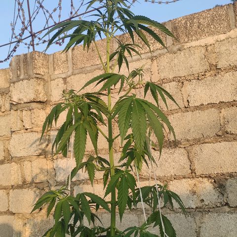 AK (a nout padoung) growlog timeline photo