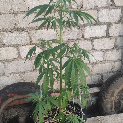 AK (a nout padoung) growlog timeline photo