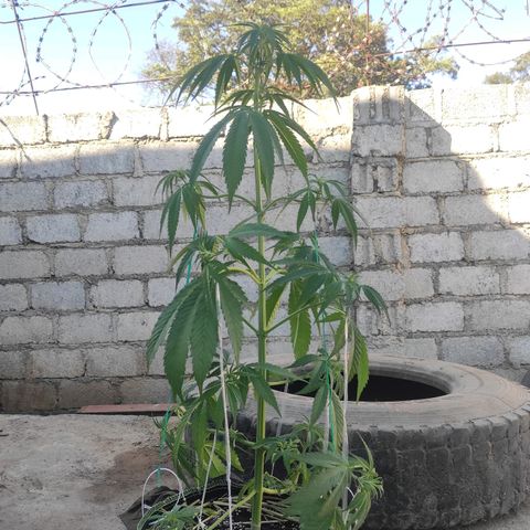 AK (a nout padoung) growlog timeline photo