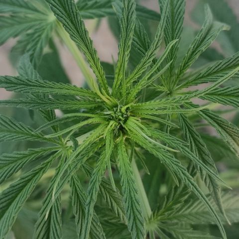 AK (a nout padoung) growlog timeline photo
