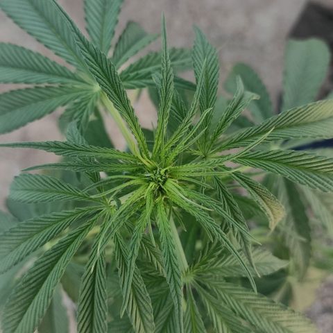AK (a nout padoung) growlog timeline photo