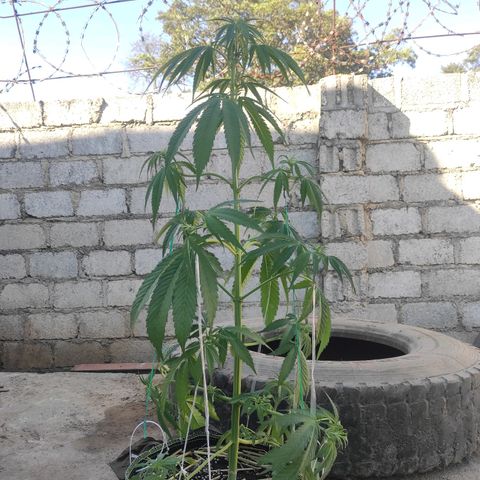 AK (a nout padoung) growlog timeline photo