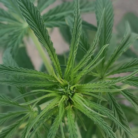 AK (a nout padoung) growlog timeline photo