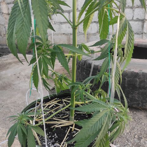 AK (a nout padoung) growlog timeline photo
