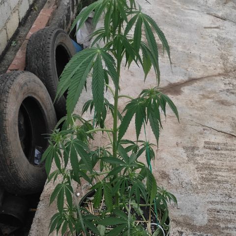 AK (a nout padoung) growlog timeline photo