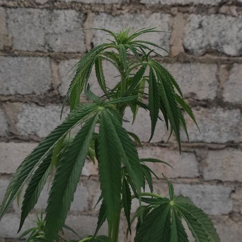 AK (a nout padoung) growlog timeline photo