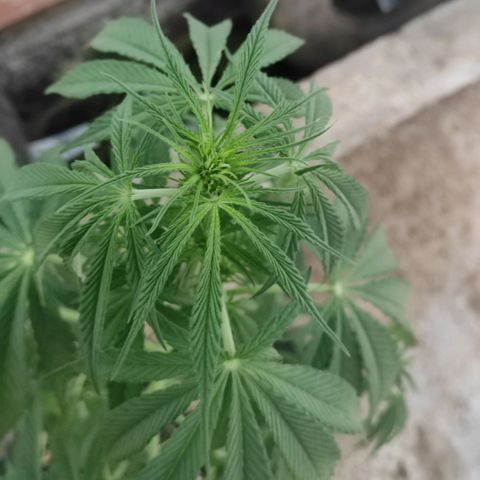 AK (a nout padoung) growlog timeline photo