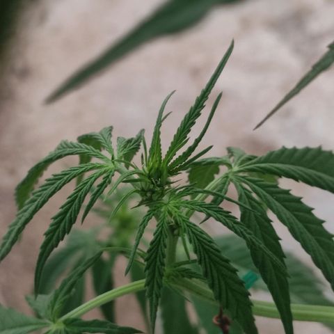 AK (a nout padoung) growlog timeline photo