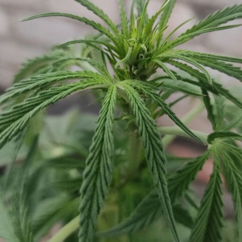 AK (a nout padoung) growlog timeline photo