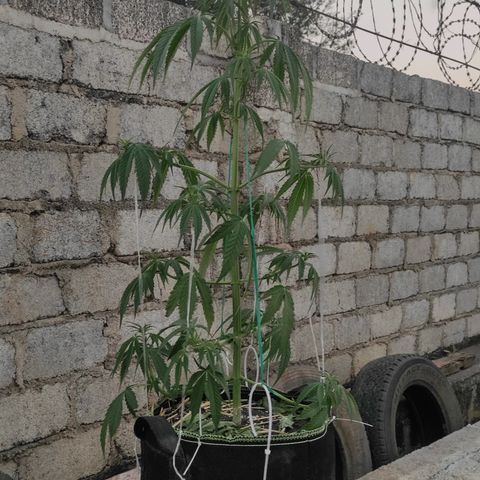 AK (a nout padoung) growlog timeline photo