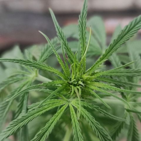 AK (a nout padoung) growlog timeline photo