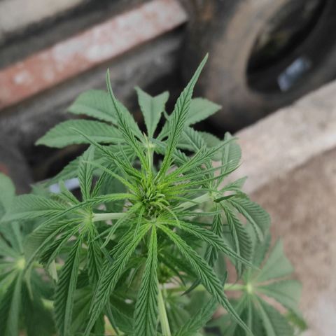 AK (a nout padoung) growlog timeline photo