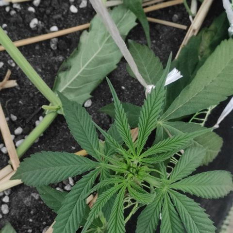 AK (a nout padoung) growlog timeline photo