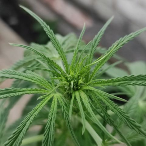 AK (a nout padoung) growlog timeline photo