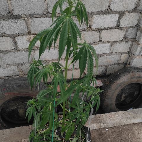 AK (a nout padoung) growlog timeline photo