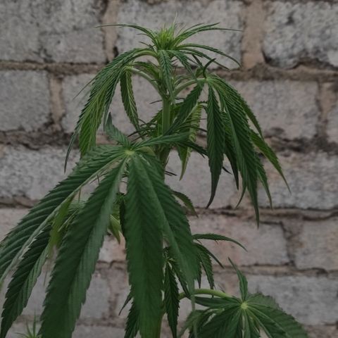 AK (a nout padoung) growlog timeline photo