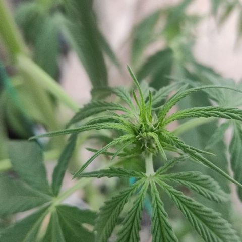AK (a nout padoung) growlog timeline photo