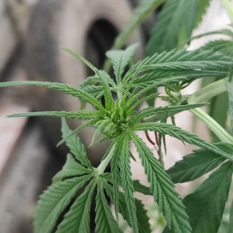 AK (a nout padoung) growlog timeline photo