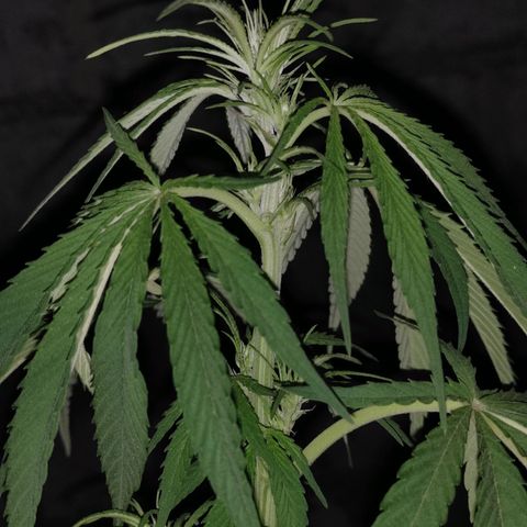AK (a nout padoung) growlog timeline photo