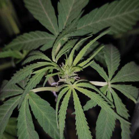 AK (a nout padoung) growlog timeline photo