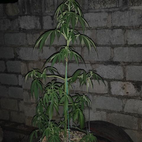 AK (a nout padoung) growlog timeline photo