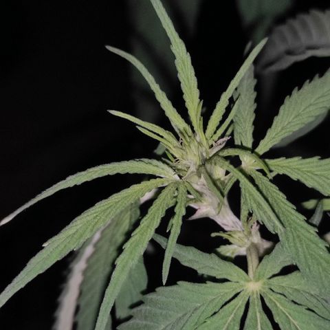 AK (a nout padoung) growlog timeline photo