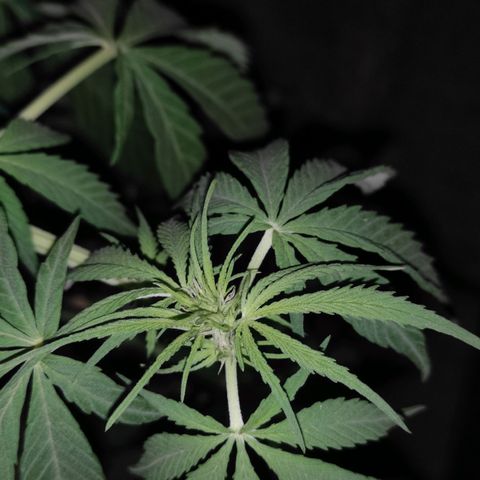 AK (a nout padoung) growlog timeline photo