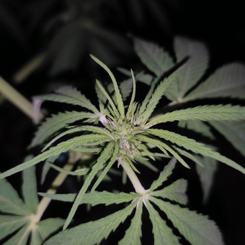 AK (a nout padoung) growlog timeline photo