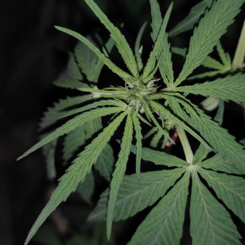 AK (a nout padoung) growlog timeline photo