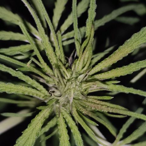 AK (a nout padoung) growlog timeline photo