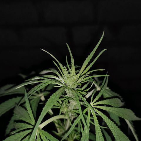 AK (a nout padoung) growlog timeline photo